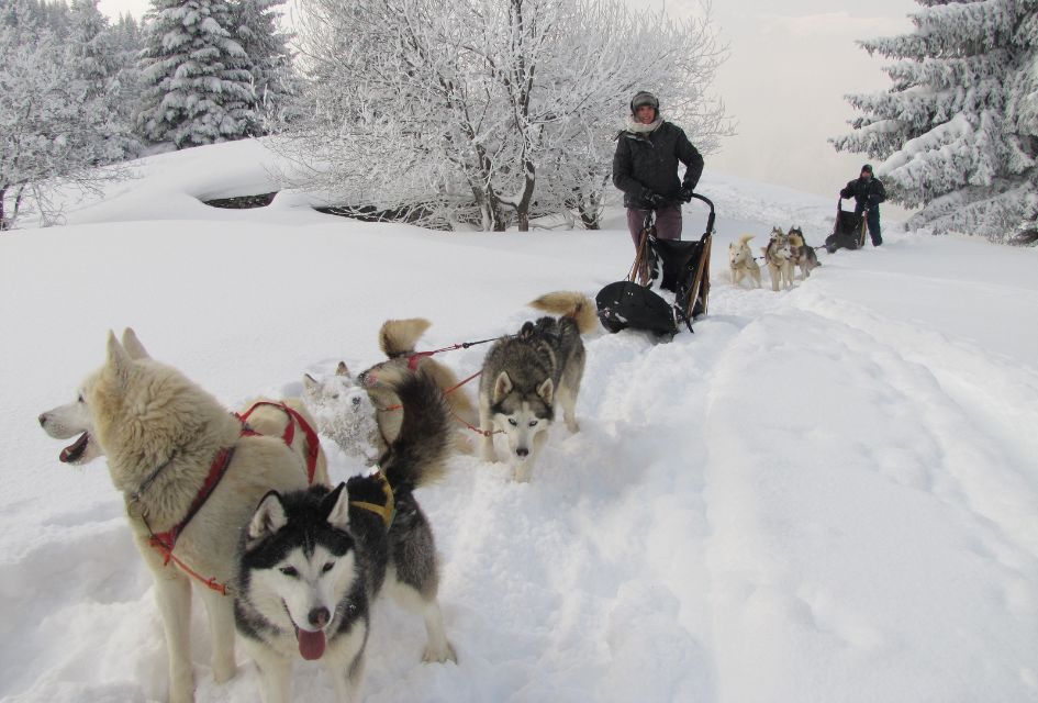 Huskies in the snow pulling a sled with Huskydalen, a great family activity if you seek things to do in Chamonix for non-skiers.